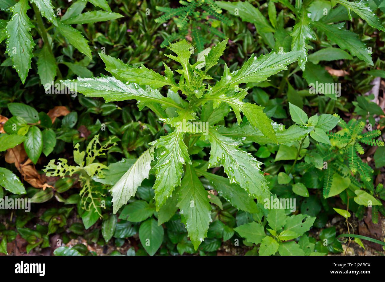 American burnweed (Erechtites hieracifolia) Stock Photo