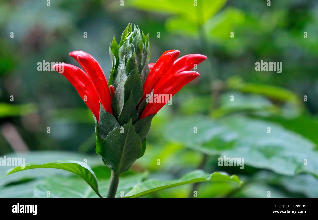 Cardinals guard buds (Justicia coccinea or Pachystachys coccinea) on tropical rainforest Stock Photo