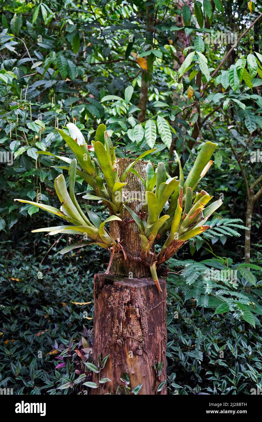 Bromeliads on tree trunk in tropical rainforest Stock Photo