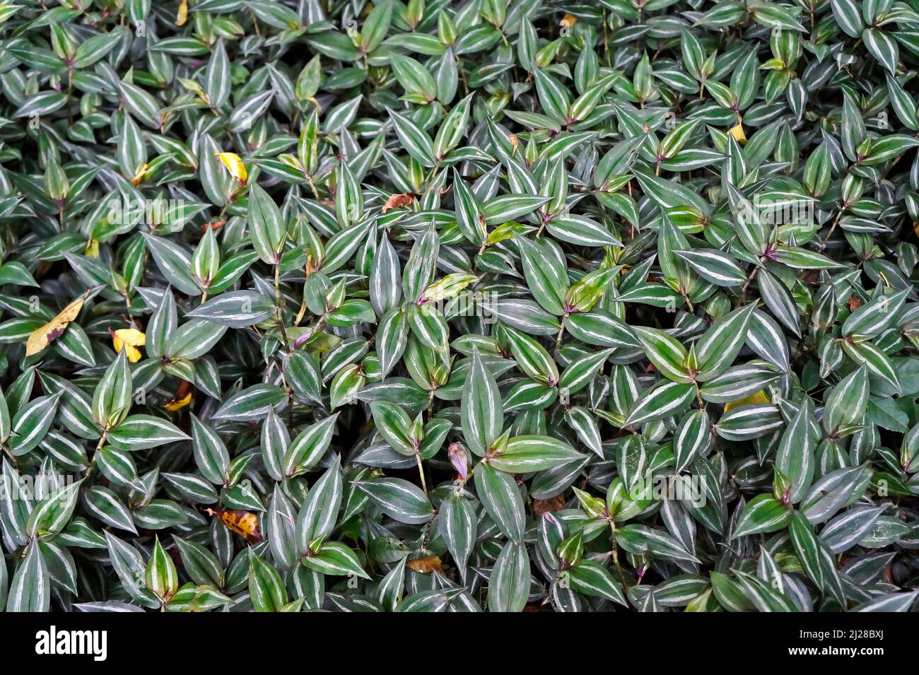 Inchplant or wandering jew (Tradescantia zebrina) Stock Photo