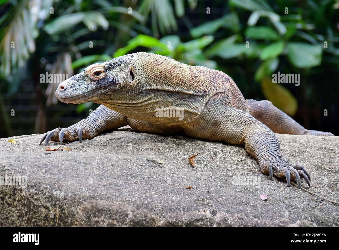 Komodo dragon, Komodo monitor, Komodowaran, Varanus komodoensis, Singapore Zoological Gardens or Mandai Zoo, Singapore, Southeast Asia Stock Photo
