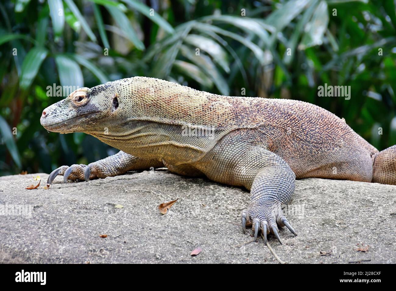 Komodo dragon, Komodo monitor, Komodowaran, Varanus komodoensis, Singapore Zoological Gardens or Mandai Zoo, Singapore, Southeast Asia Stock Photo