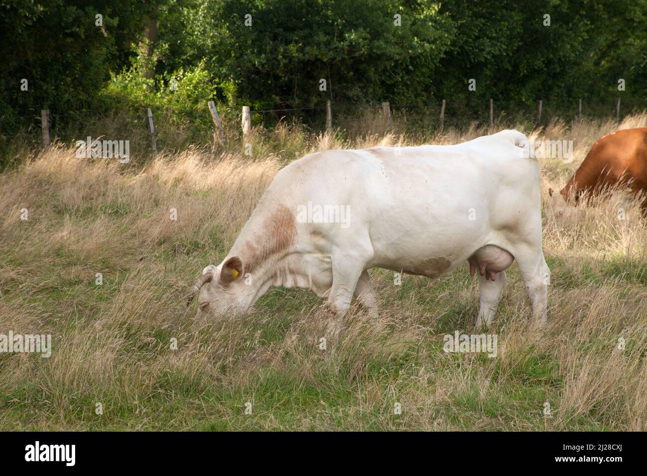 The cows grazing in the pasture Stock Photo - Alamy