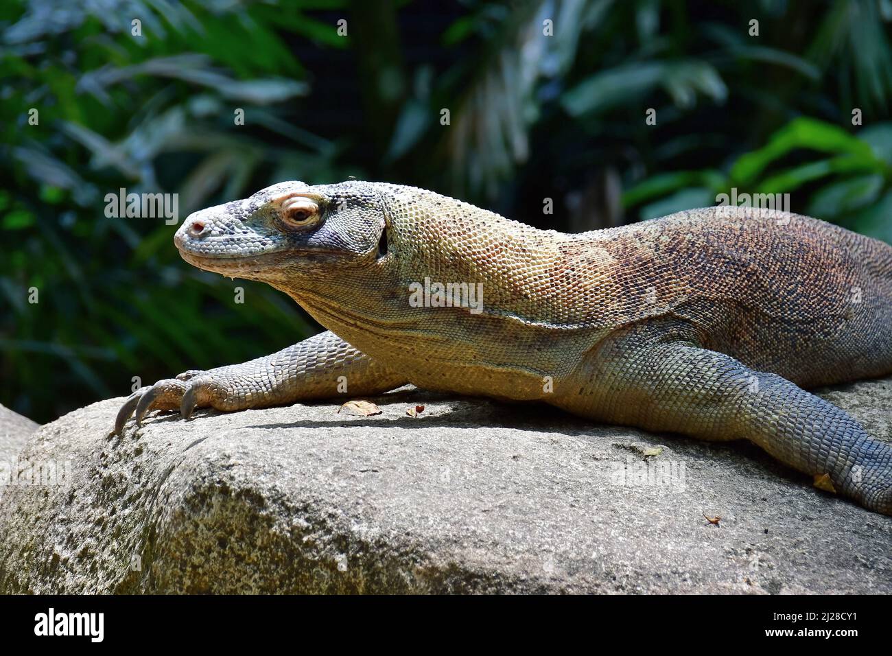 Komodo dragon, Komodo monitor, Komodowaran, Varanus komodoensis, Singapore Zoological Gardens or Mandai Zoo, Singapore, Southeast Asia Stock Photo