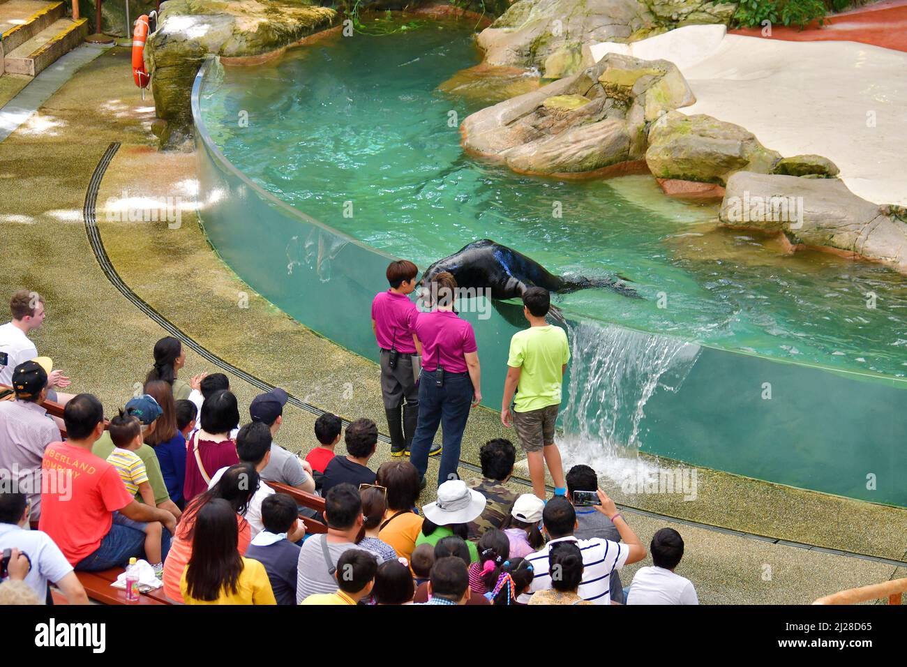 Sea lion Show, Singapore Zoological Gardens or Mandai Zoo, Singapore