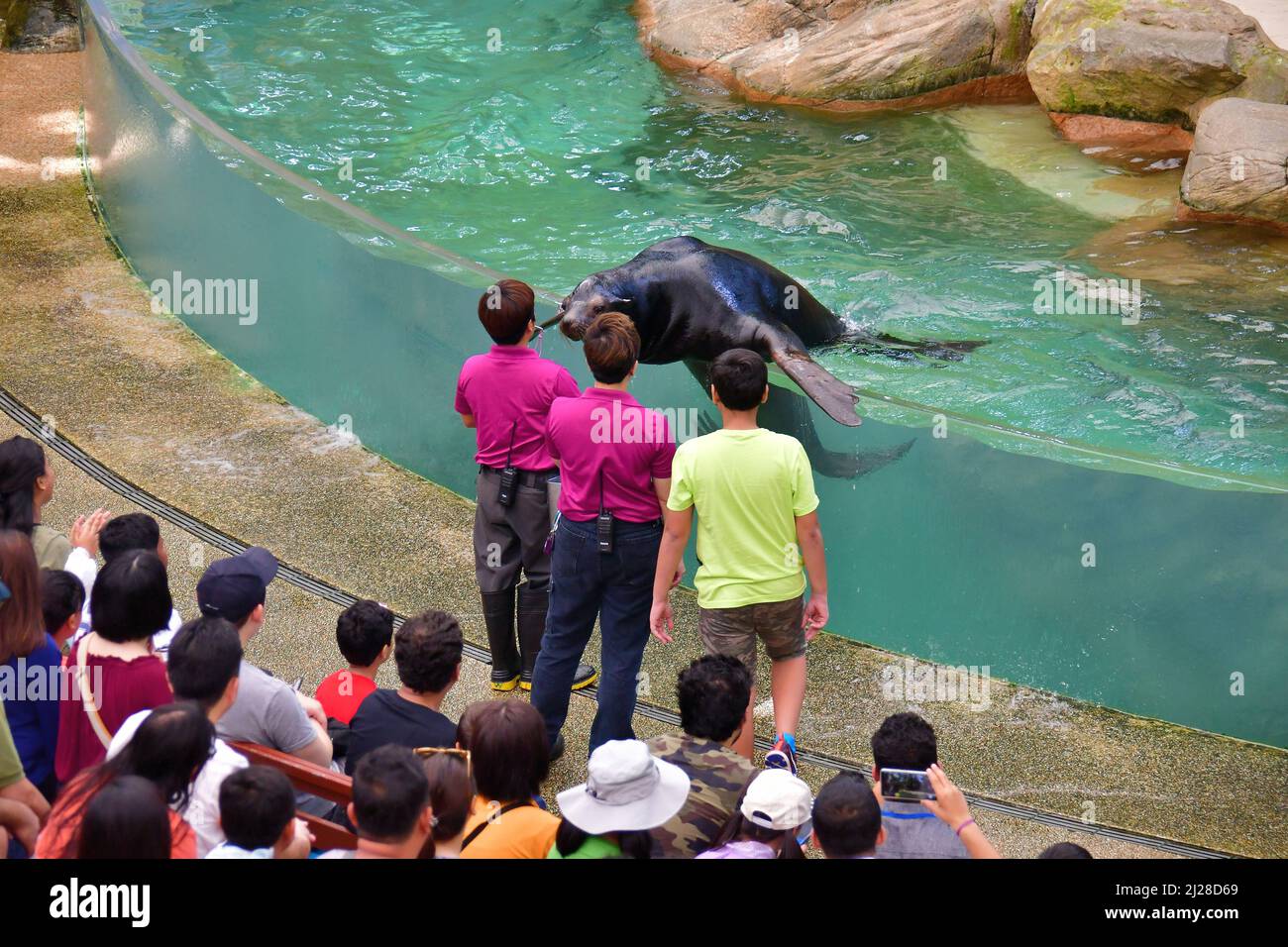 Sea lion Show, Singapore Zoological Gardens or Mandai Zoo, Singapore