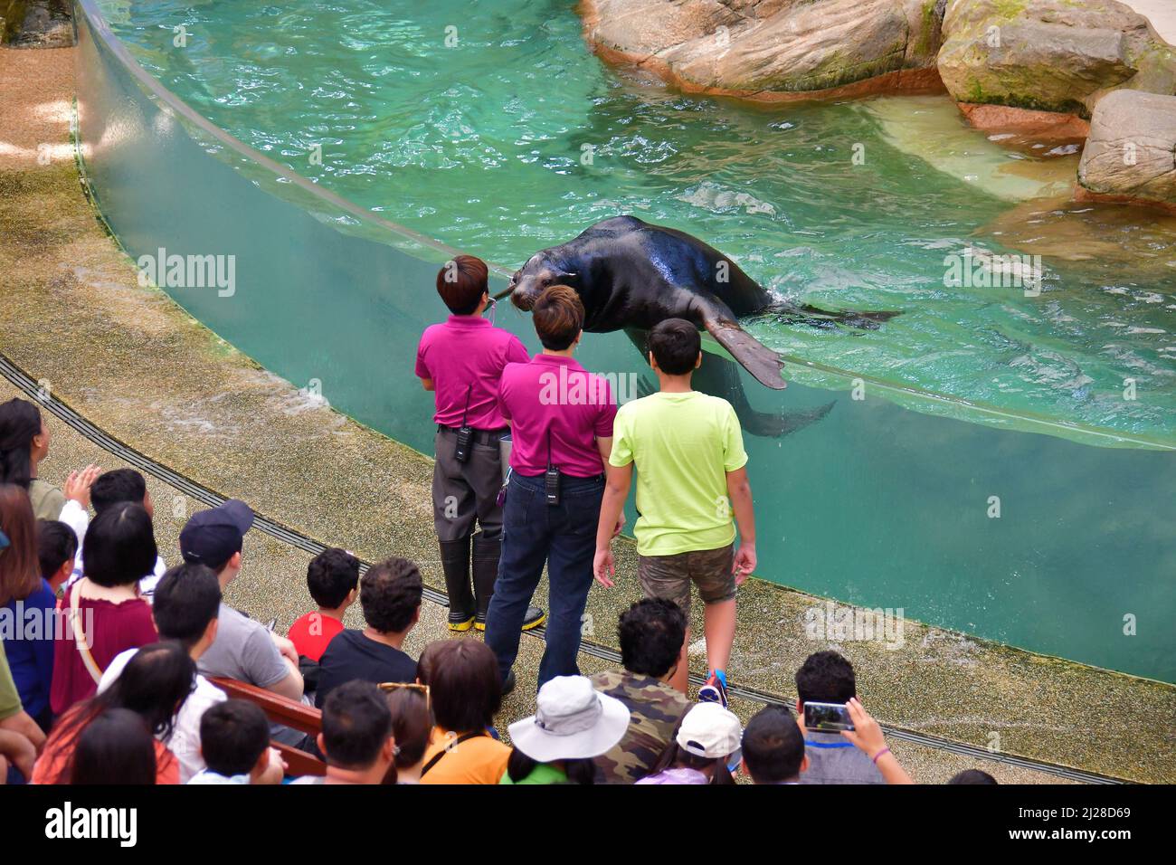 Sea lion Show, Singapore Zoological Gardens or Mandai Zoo, Singapore ...