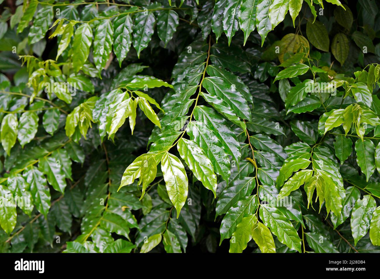 Shiny leaves at 'Bosque da Freguesia' (Freguesia Forest Public Park) Stock Photo