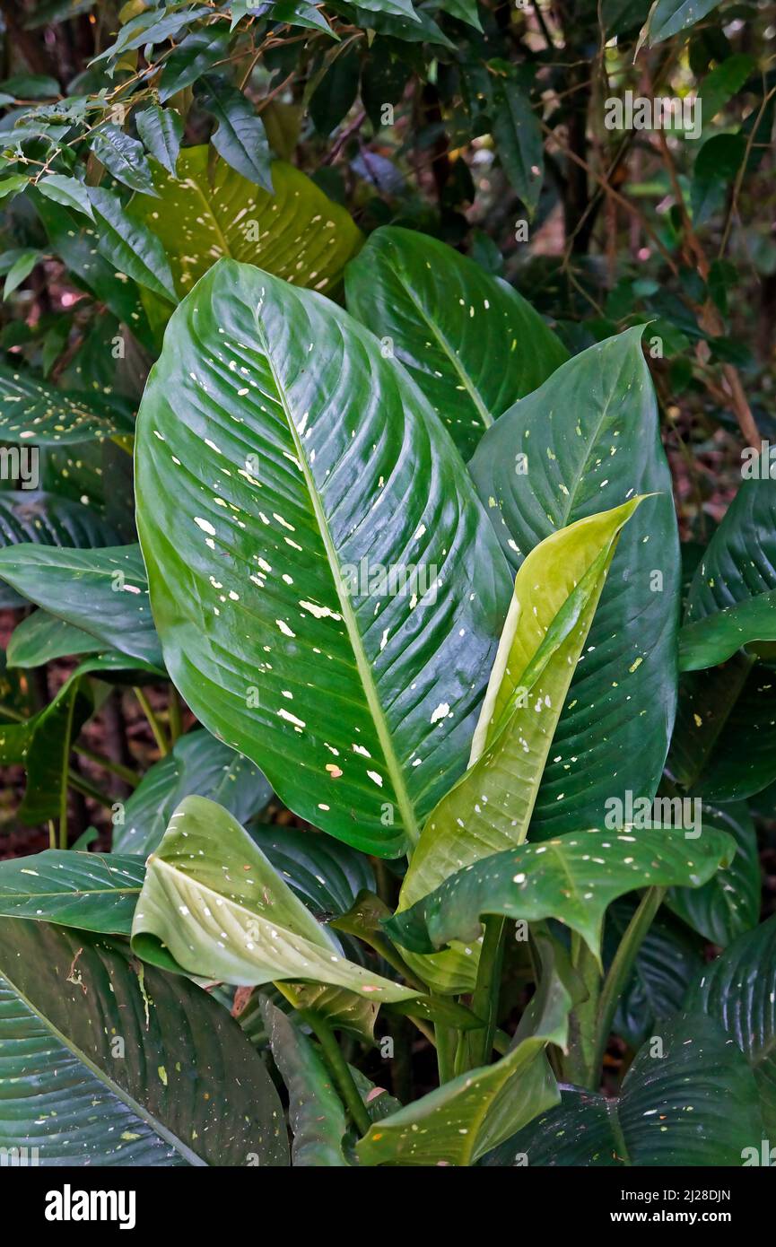 Dumb cane plant (Dieffenbachia maculata) on tropical rainforest Stock Photo