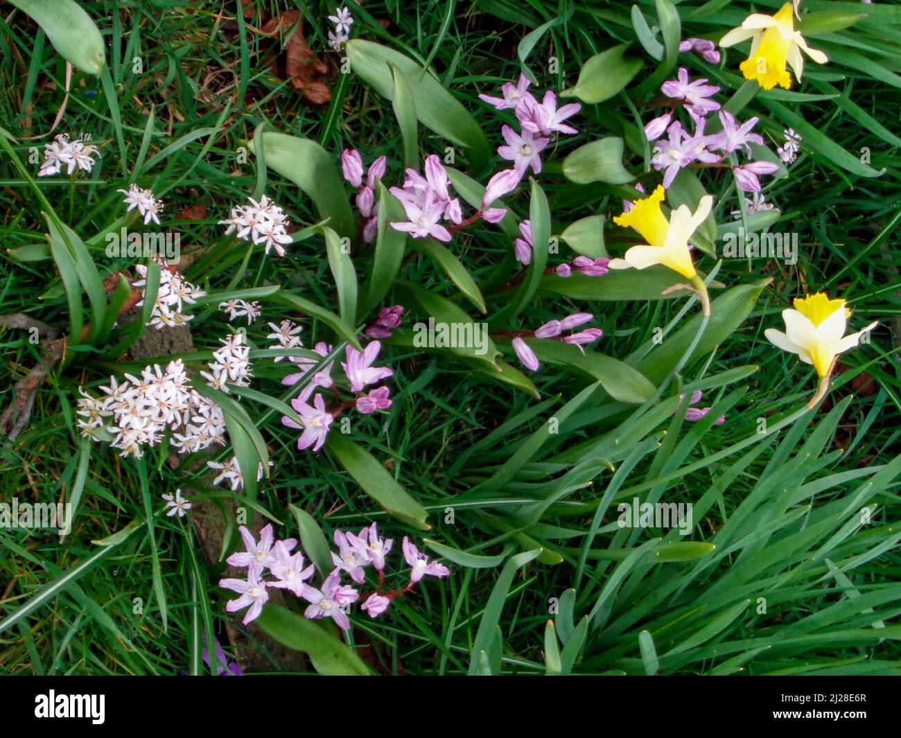 Lovely wild spring daffodils hi-res stock photography and images - Alamy