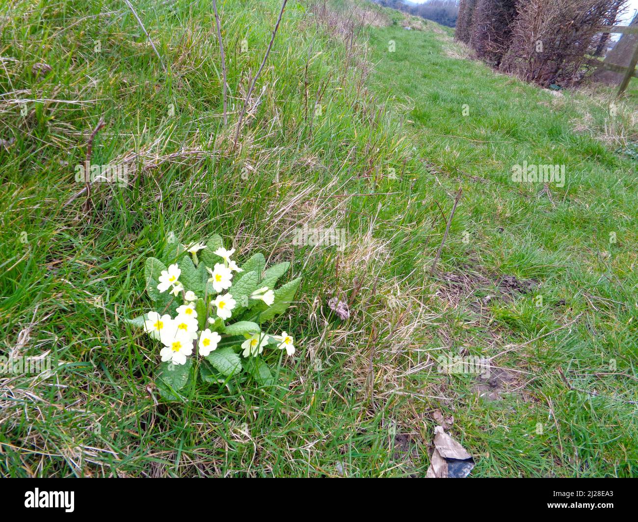 Delightful patch of wild yellow Primrose (Primula Vulgaris) growing on grassland in spring, London, England Stock Photo