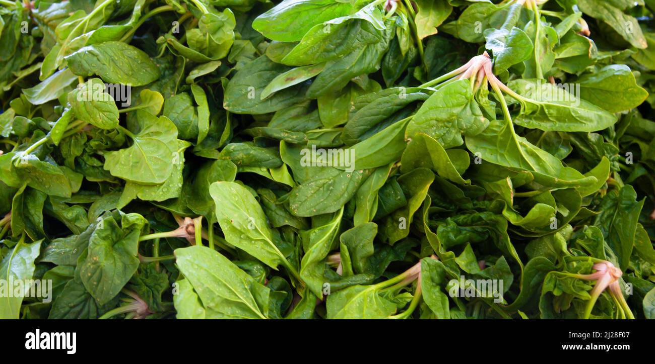 Stacks of fresh spinach with roots at the local market. Spinach background and close up. Stock Photo