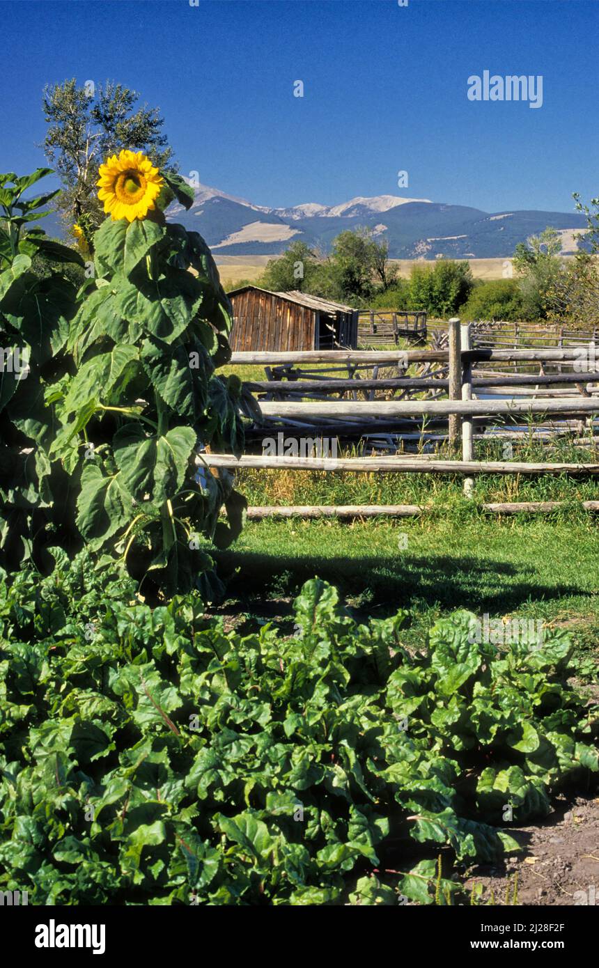 MT: Powell County, Clark Fork Valley, Deer Lodge, Grants-Kohr Ranch Nat. Hist Pk. Sunflower in garden; rail fence Flint Creek Range in bkgd Stock Photo