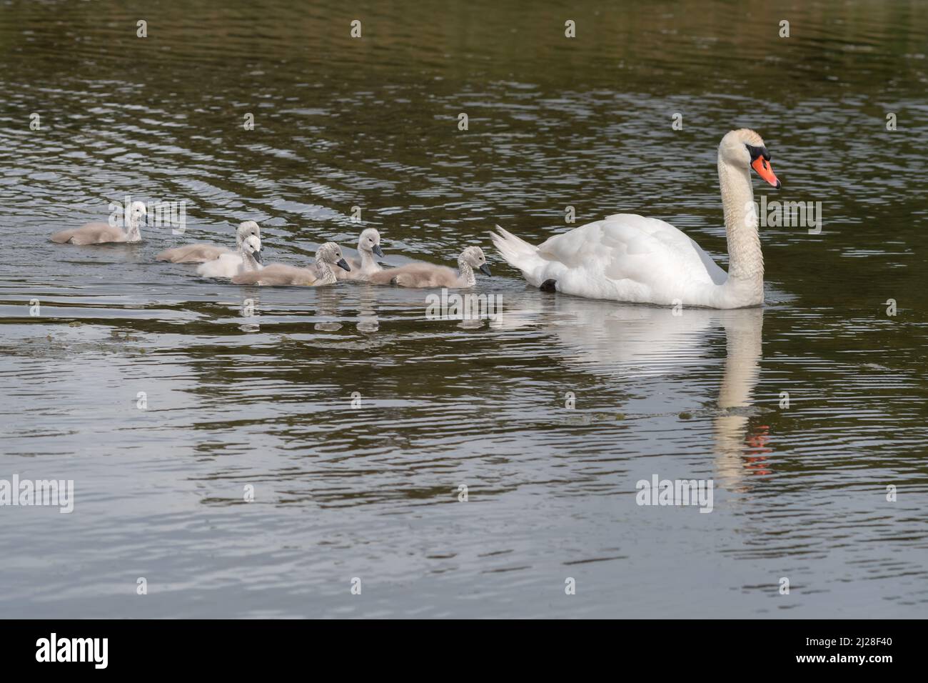 Swan with babies (cygnets) swimming in a lake Stock Photo - Alamy