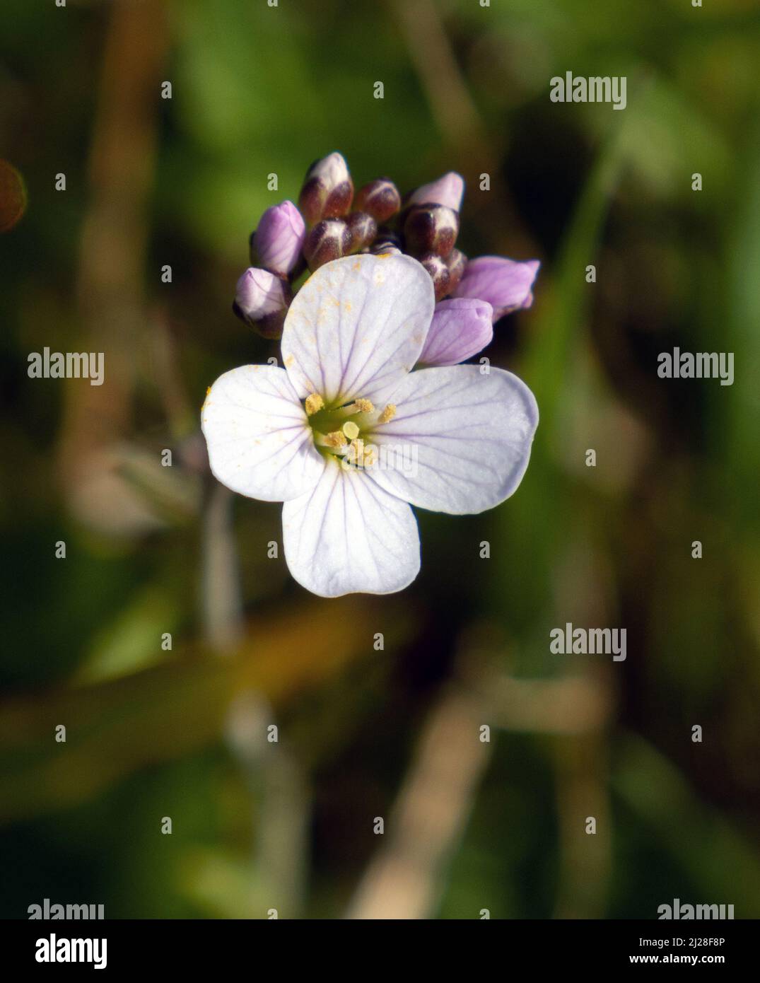 UK, England, Devonshire. Lady's Smock flower growing wild in a damp