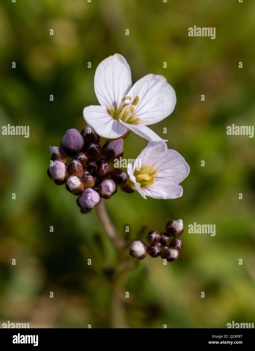 UK, England, Devonshire. Lady's Smock flower growing wild in a damp