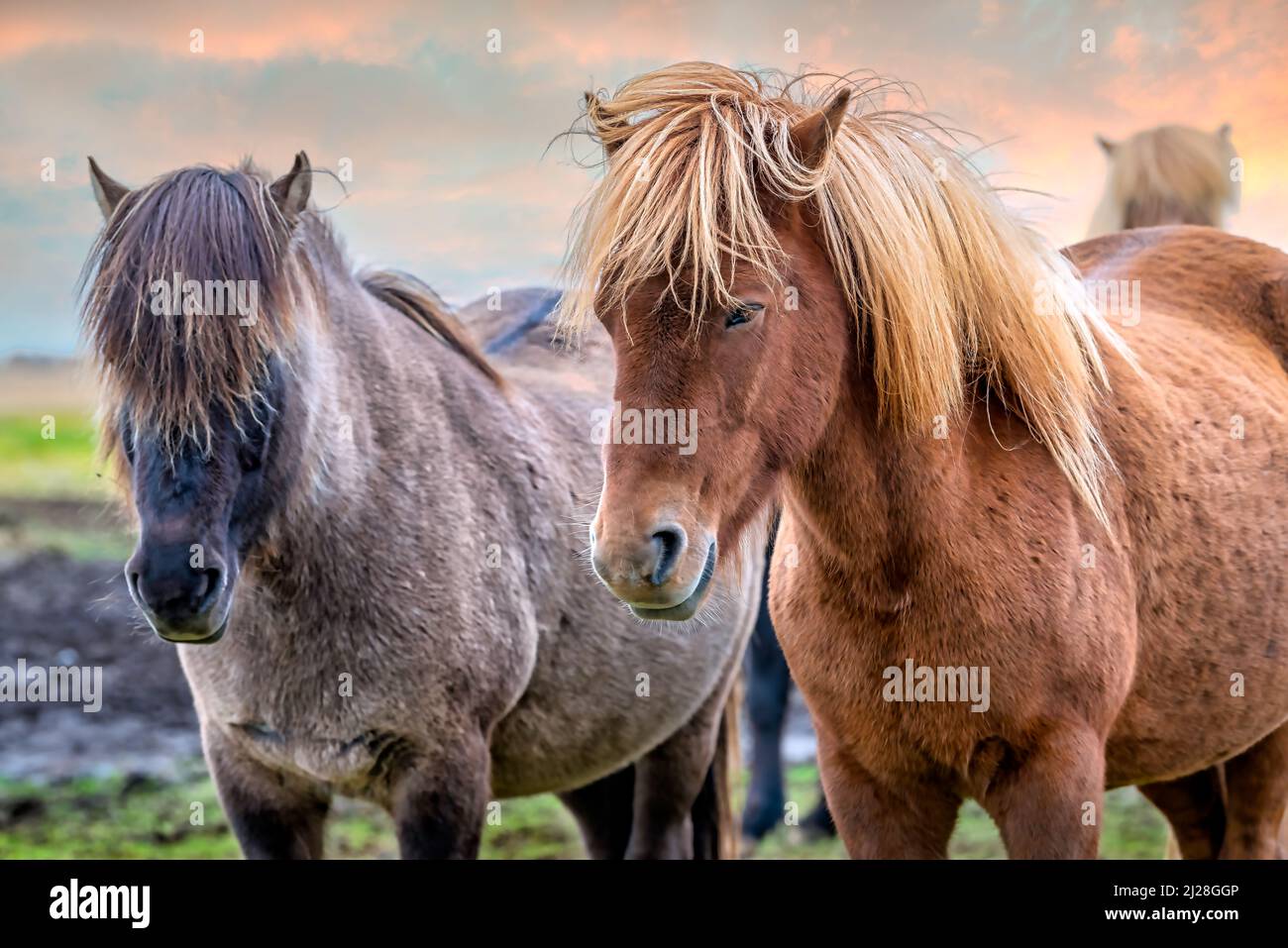 Two icelandic horses standing side by side in Southern Iceland Stock ...