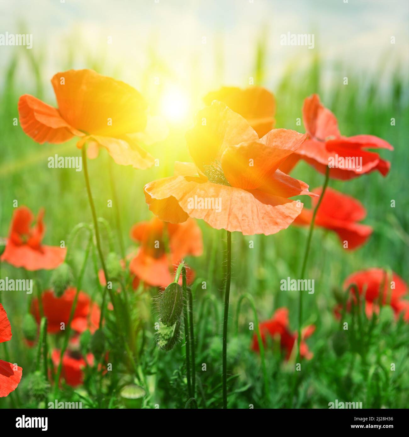 Field poppies in sun hi-res stock photography and images - Alamy