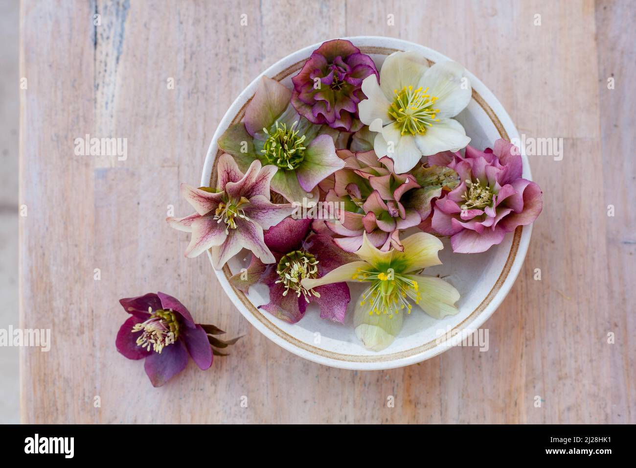 a ceramic bowl with beautiful variete of pink and white hellebore on wooden table Stock Photo