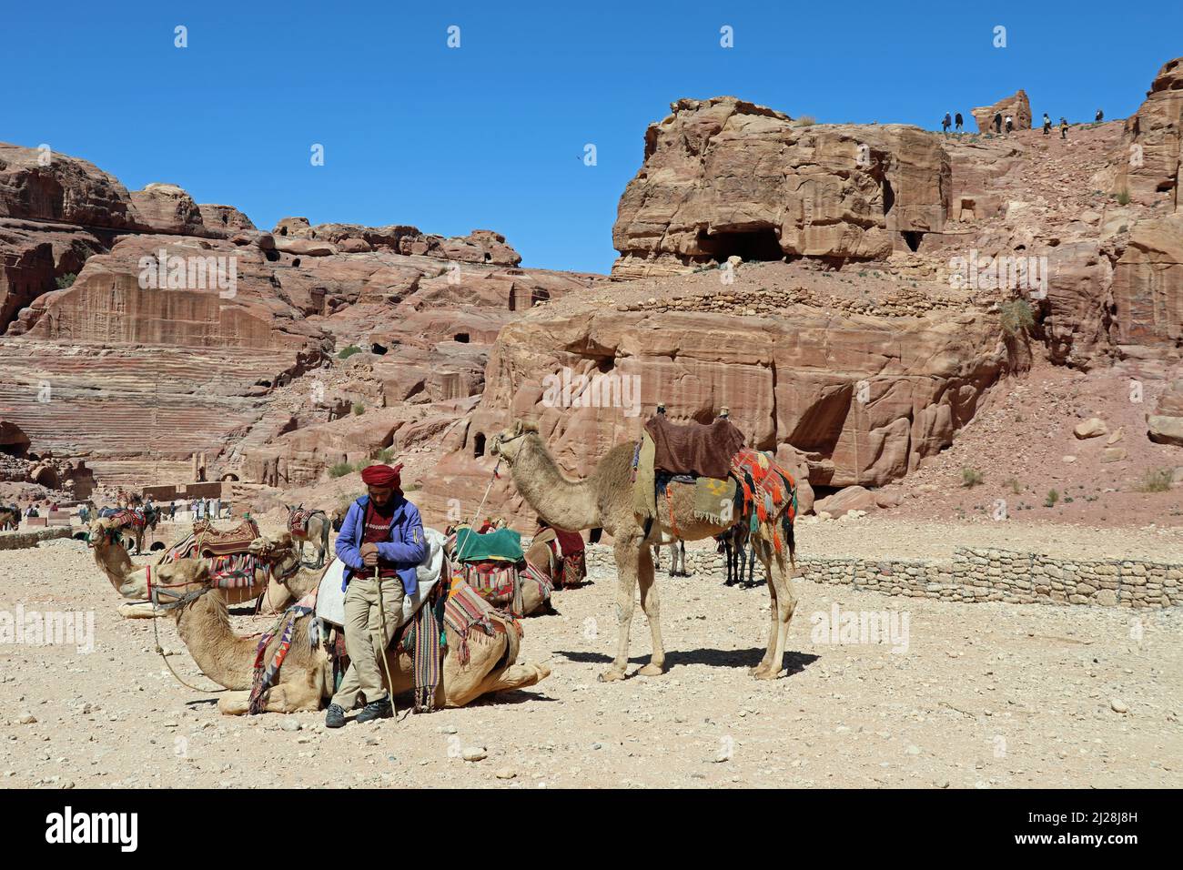 Camels on the main trail at Petra Stock Photo