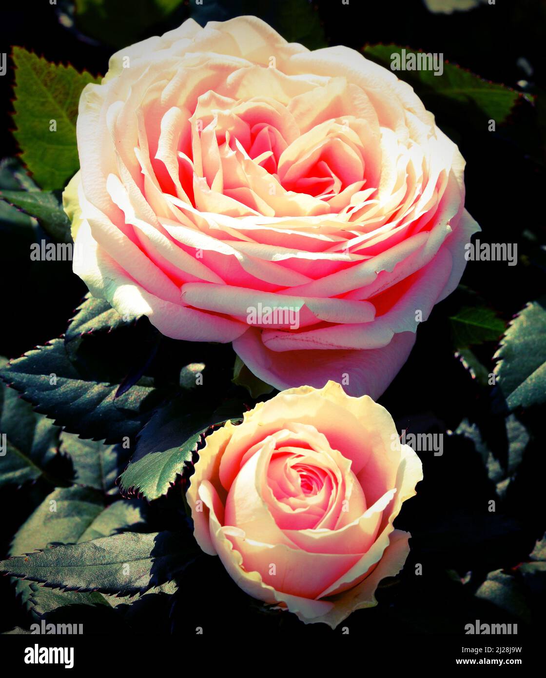 Two toned roses hi-res stock photography and images - Alamy