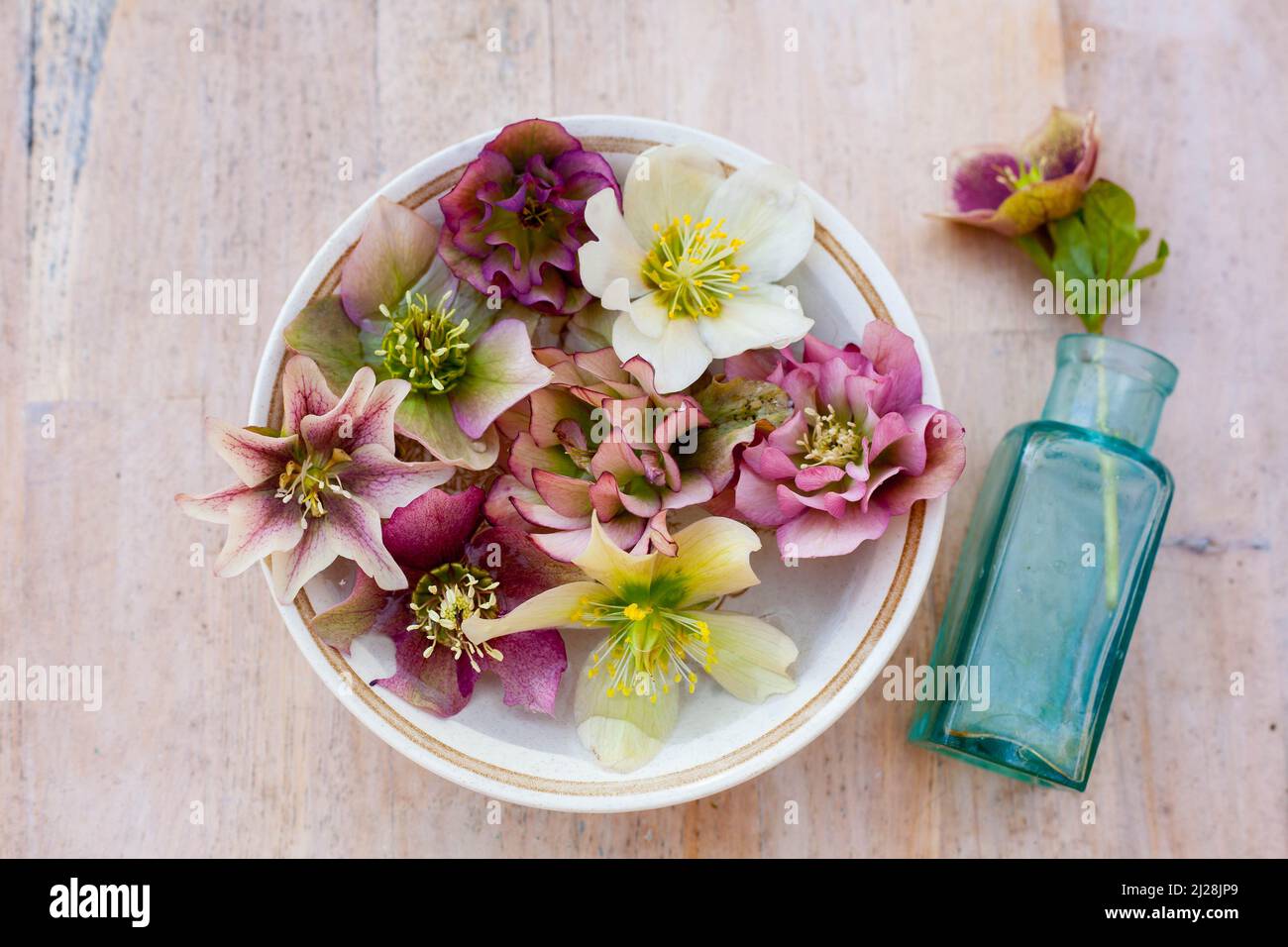 a ceramic bowl and rustic blue bottle with beautiful variete of pink and white hellebore on wooden table Stock Photo