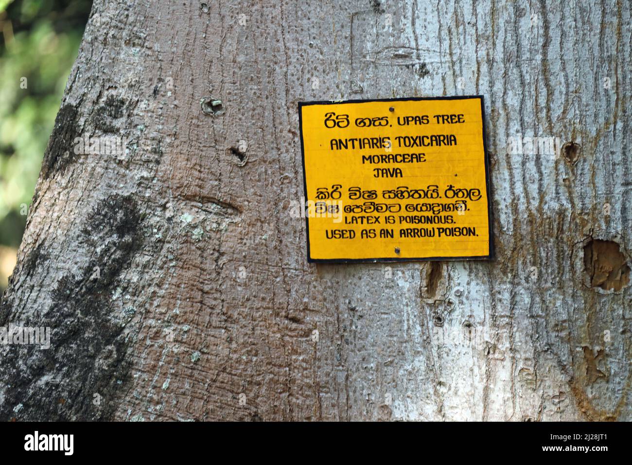 False iroko hires stock photography and images Alamy