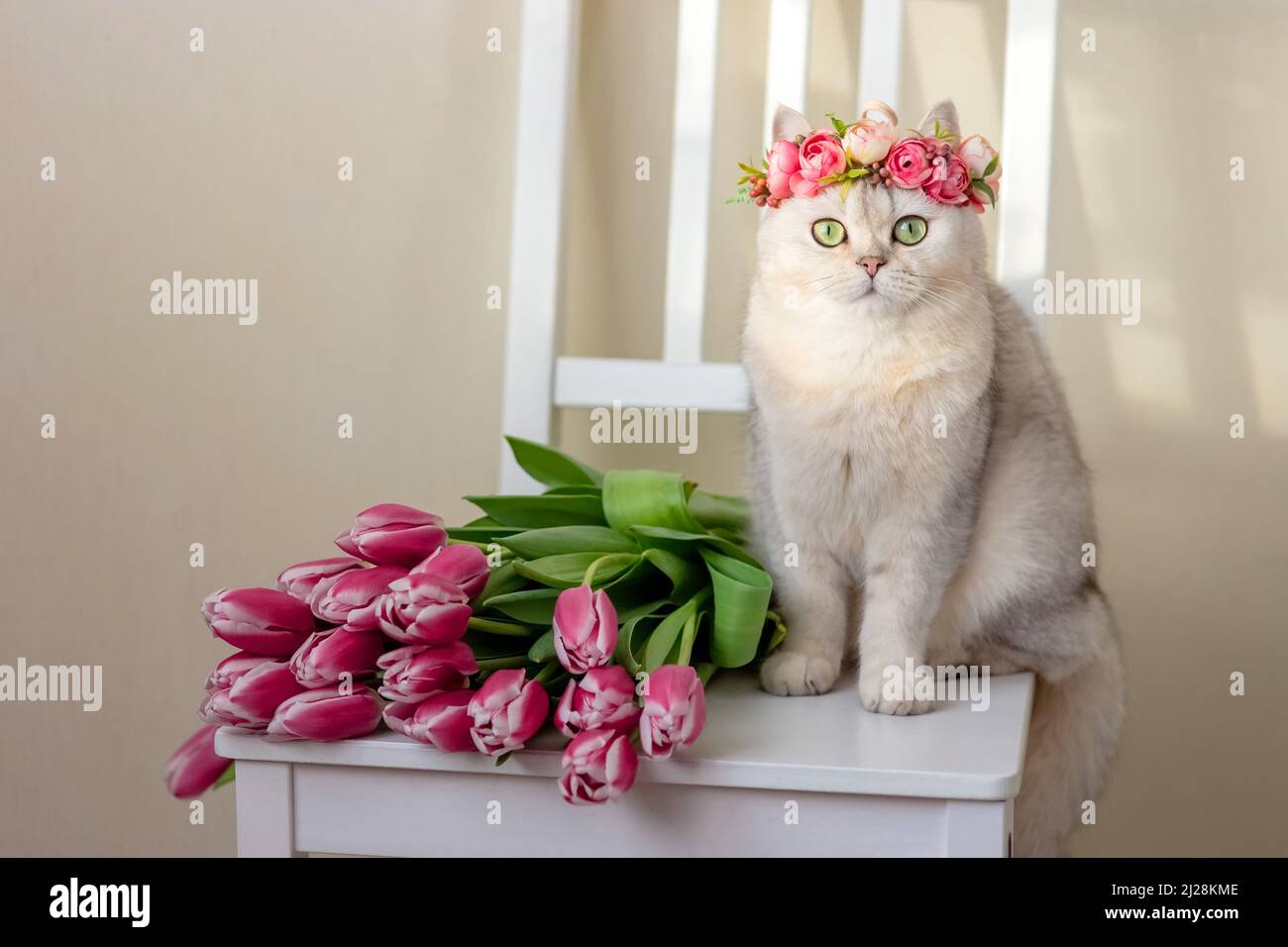 A beautiful white cat in a crown of pink flowers, sits with bouquet of pink tulips, on a light background. Stock Photo