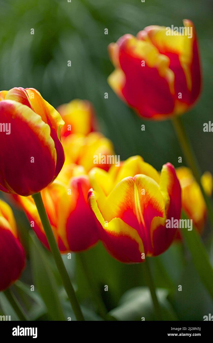 Tulip 'Denmark' Stock Photo