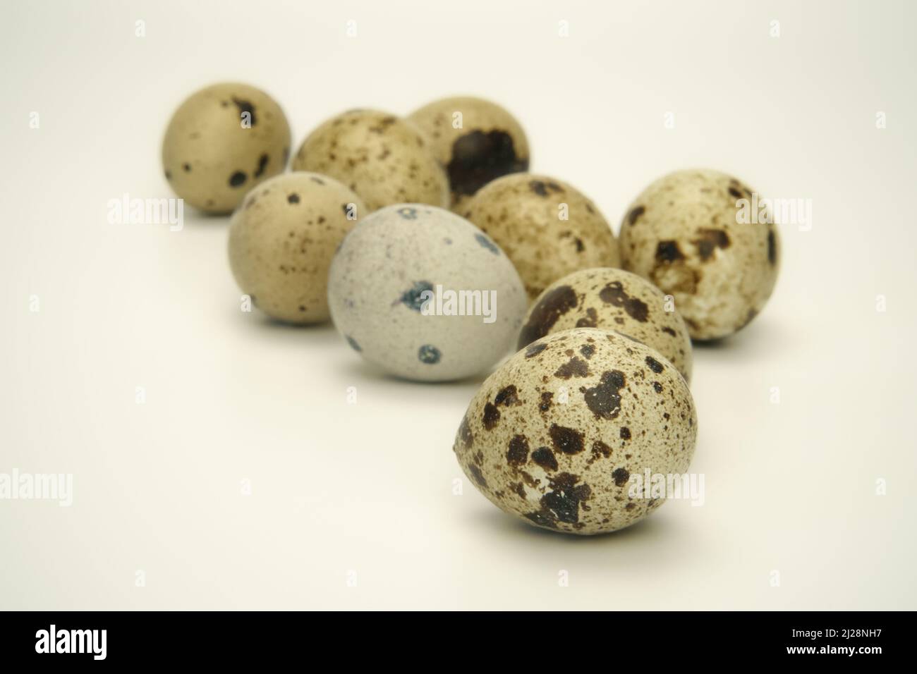 Quail eggs on a pastel hue white background. The speckled eggshells texture in a close-up scene. A still life with a shallow depth of field view. Stock Photo
