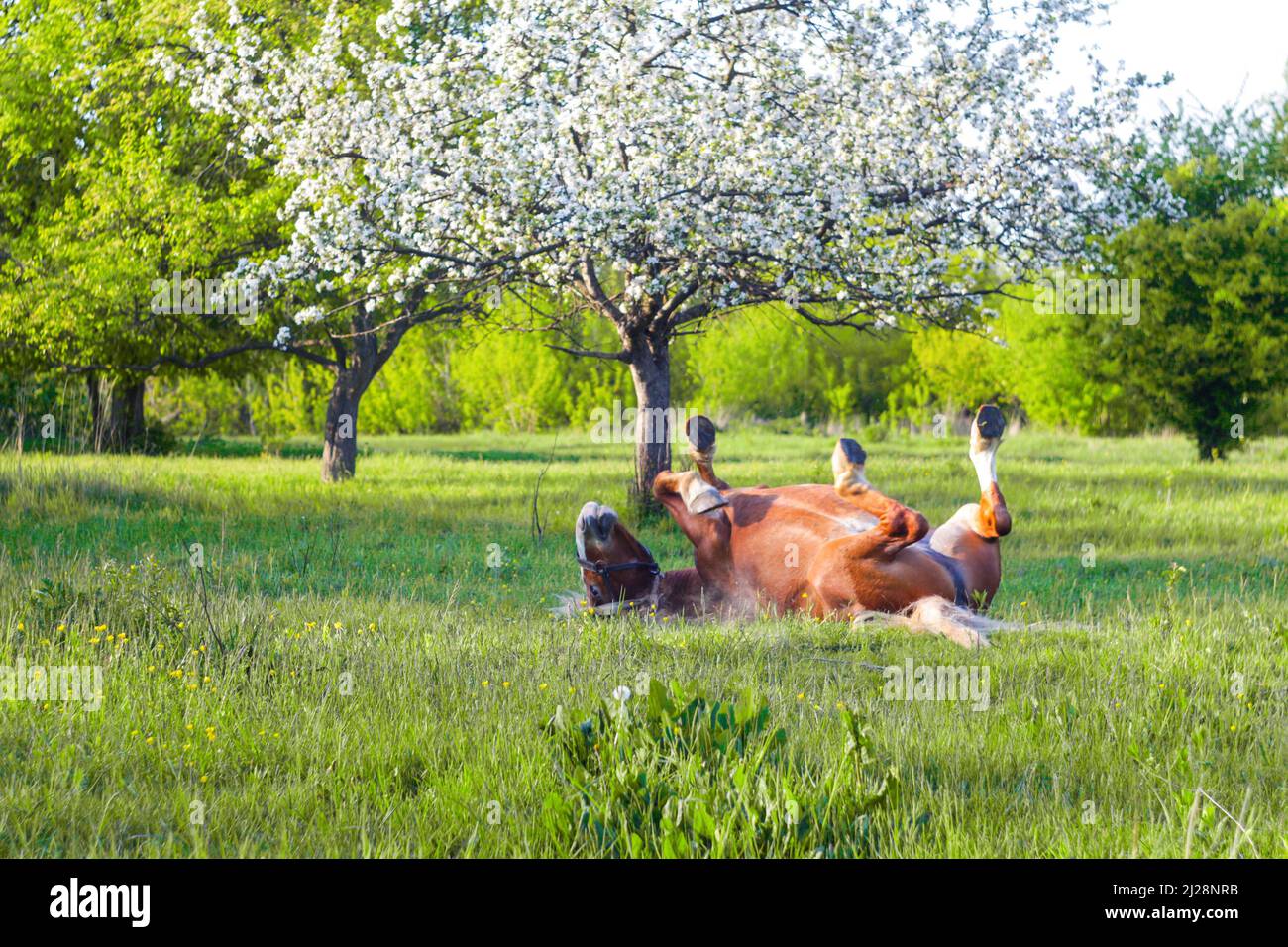 A horse is rolling on a meadow. Defocus beautiful brown horse playing ...