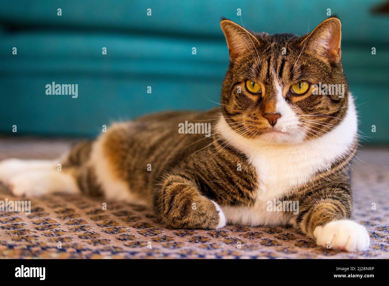 Cute cat posing on patterned rug in front of teal background Stock Photo