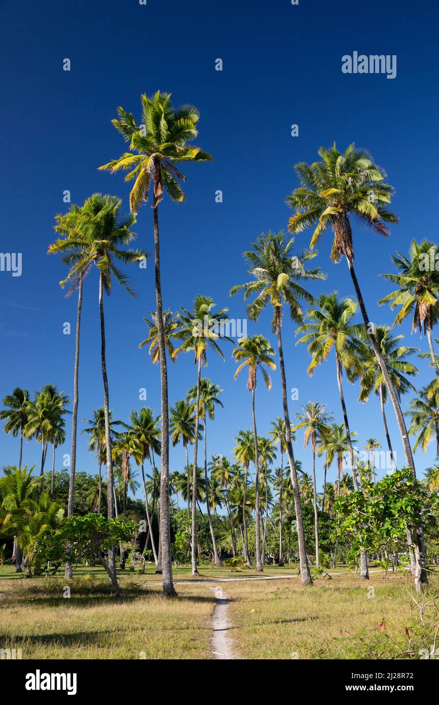 Palm trees on Mo'orea, French Polynesia Stock Photo Alamy