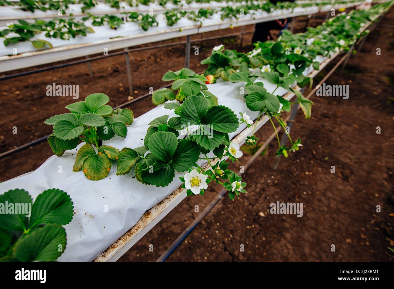 Growing of strawberries in a modern greenhouse Stock Photo - Alamy