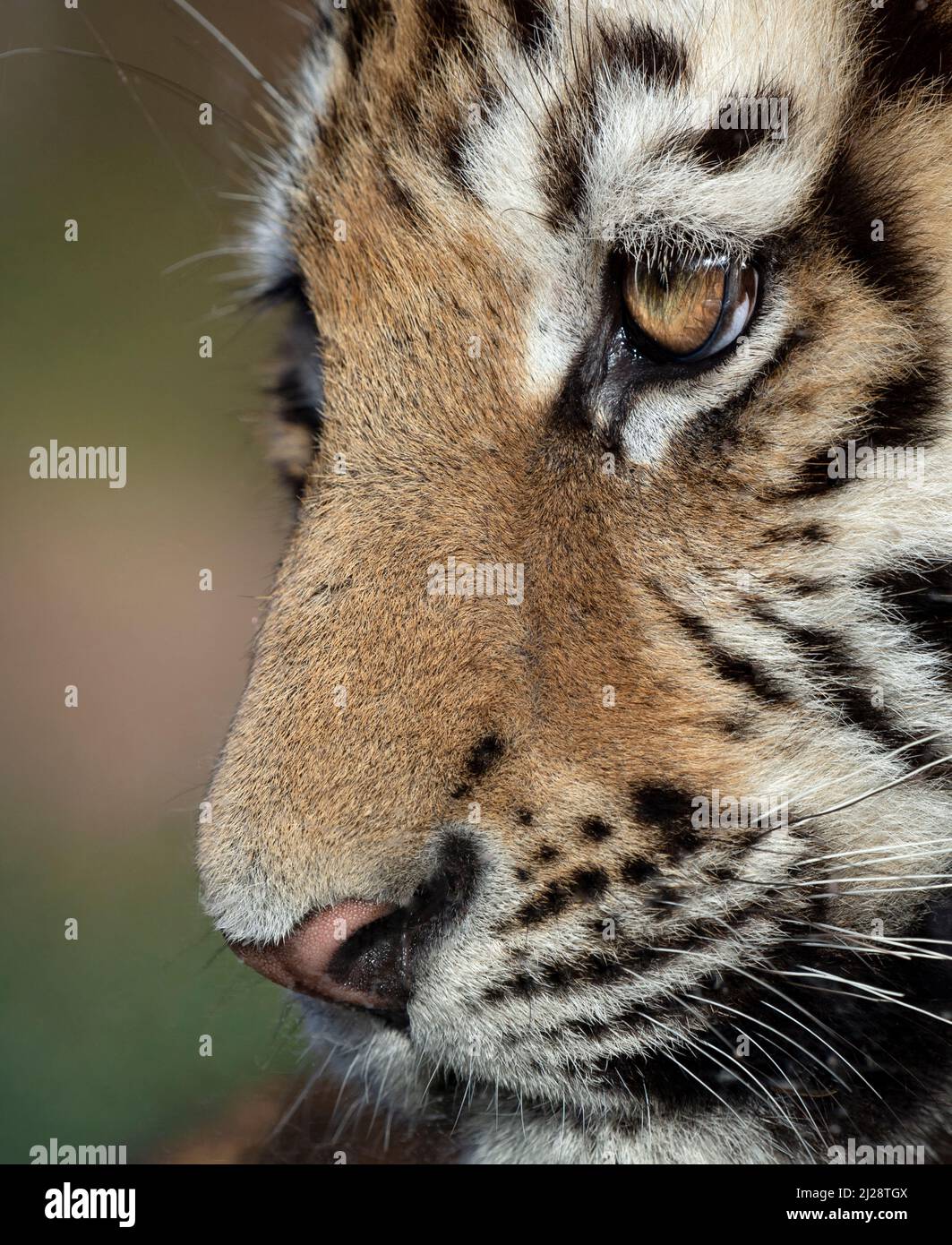 Amur tiger cub (profile, close-up) Stock Photo