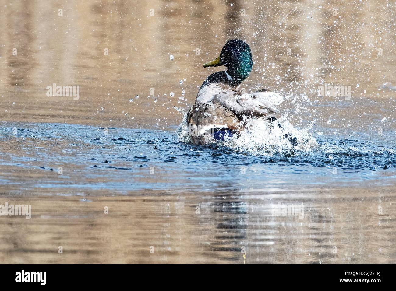 Bathing ducks hi-res stock photography and images - Alamy