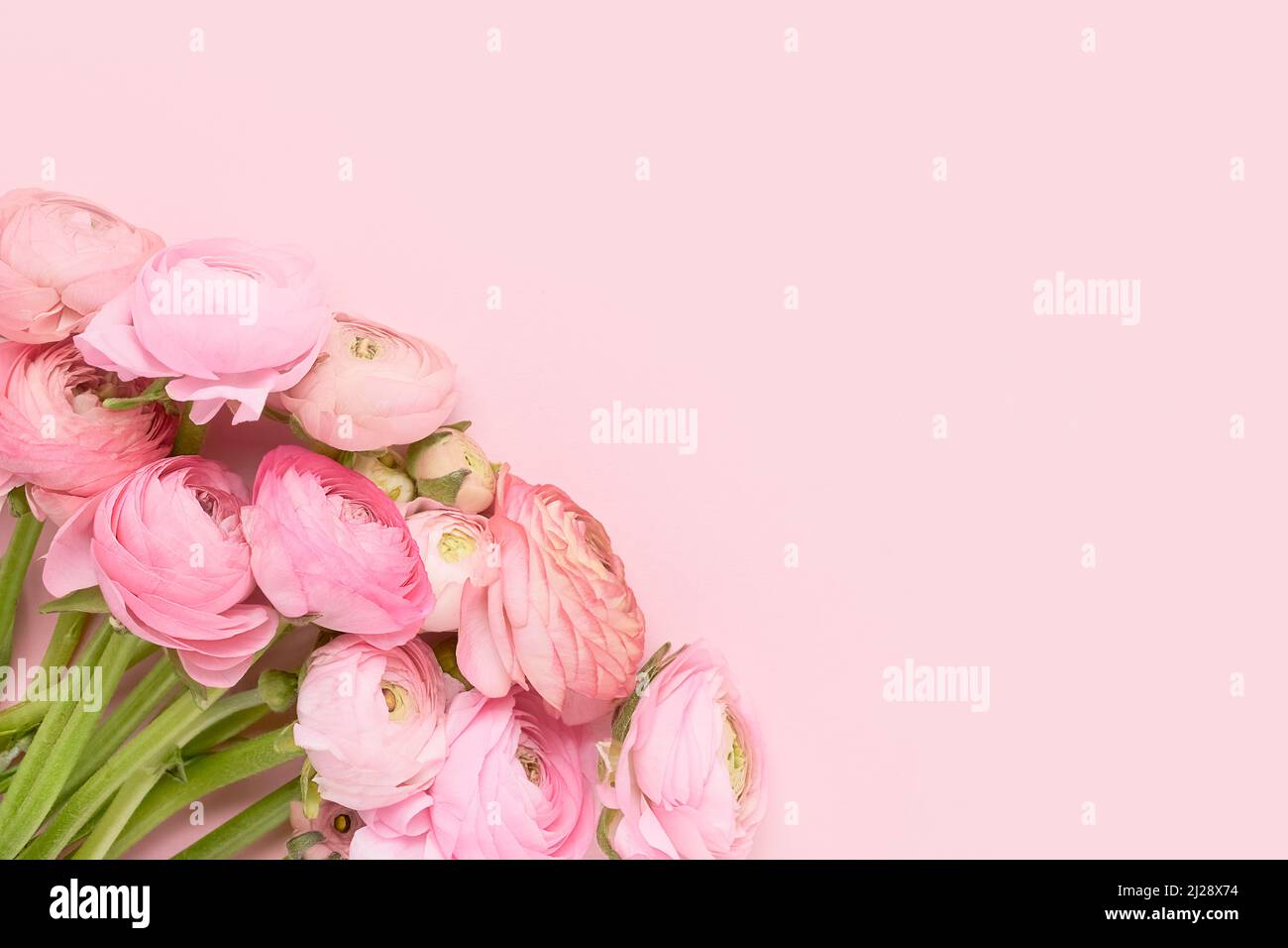 Pink ranunculus flowers bunch on a pink background. Mothers Day, Valentines Day, birthday concept. Top view, copy space for text Stock Photo