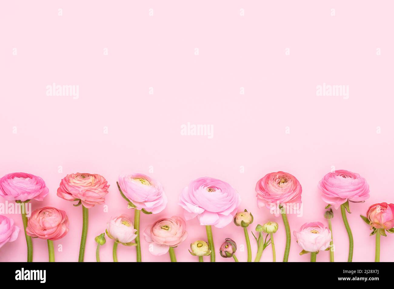 Pink ranunculus flowers border on a pink background. Mothers Day, Valentines Day, birthday concept. Top view, copy space for text Stock Photo