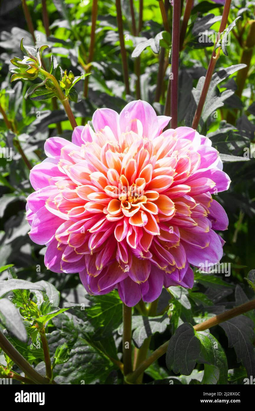 Close up of Dahlia Boogie Woogie a yellow white & pink Anemone flowering dahlia against background of green leaves a frost tender deciduous perennial Stock Photo