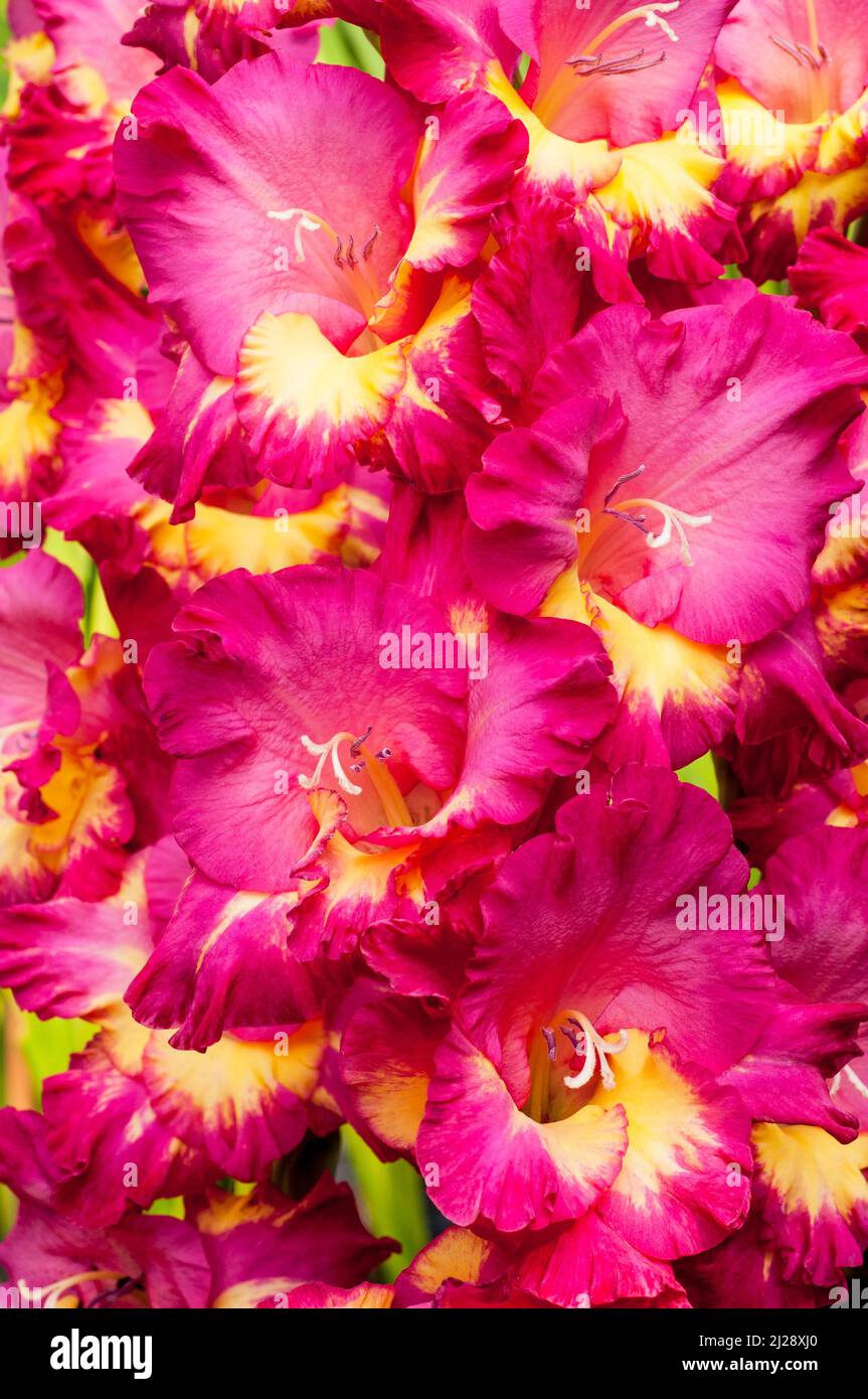 Close up of large Red & Yellow flowers of Gladiolus Stereo a summer flowering cormous perennial that is half hardy Stock Photo