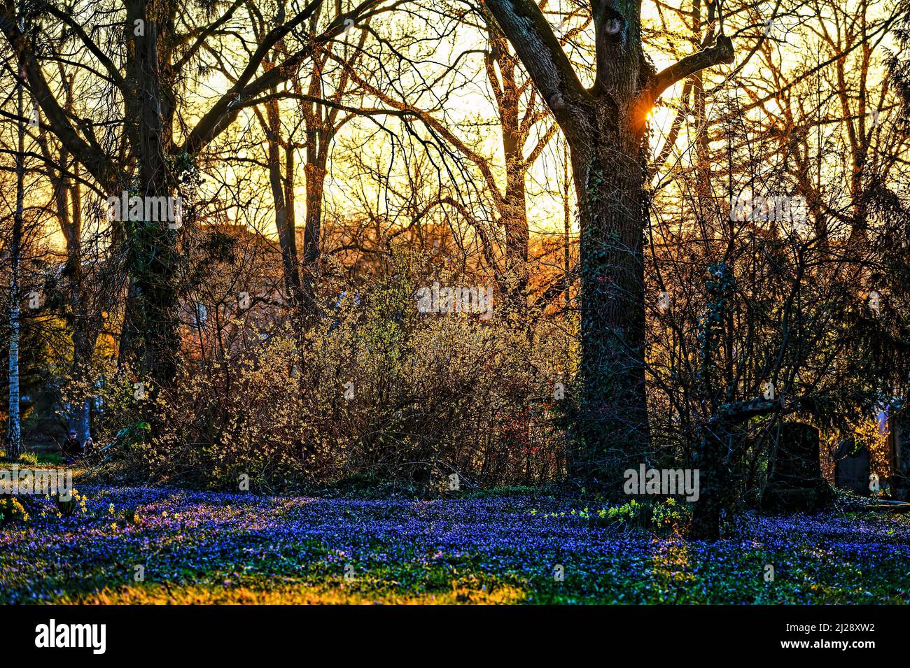 Scilla -Blütenfest auf dem Lindener Berg .Hannover. Sunset in Lindener Berg ,Hannover, Deutschland. Stock Photo