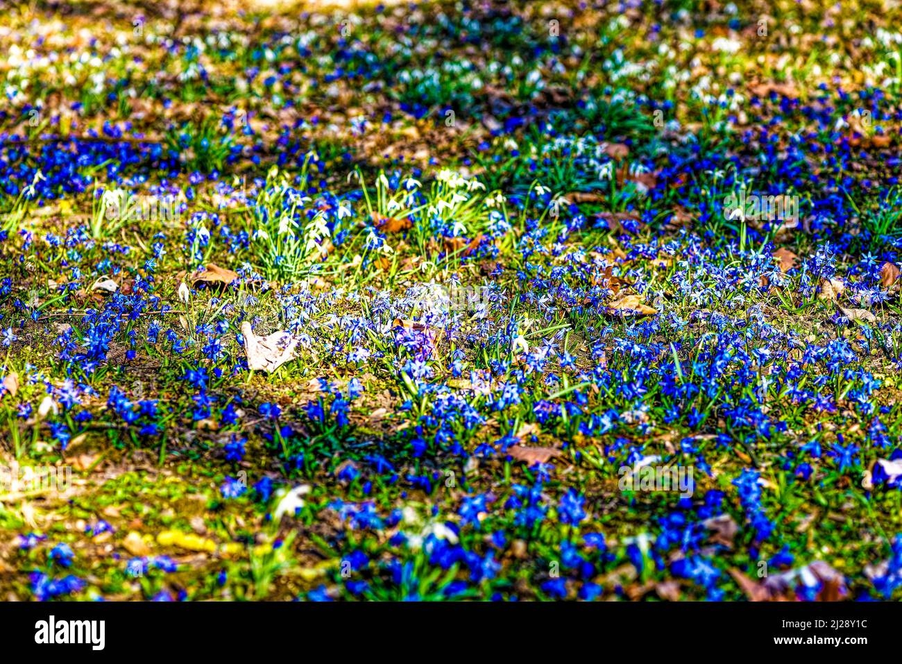 scilla blüte lindener berg 2025