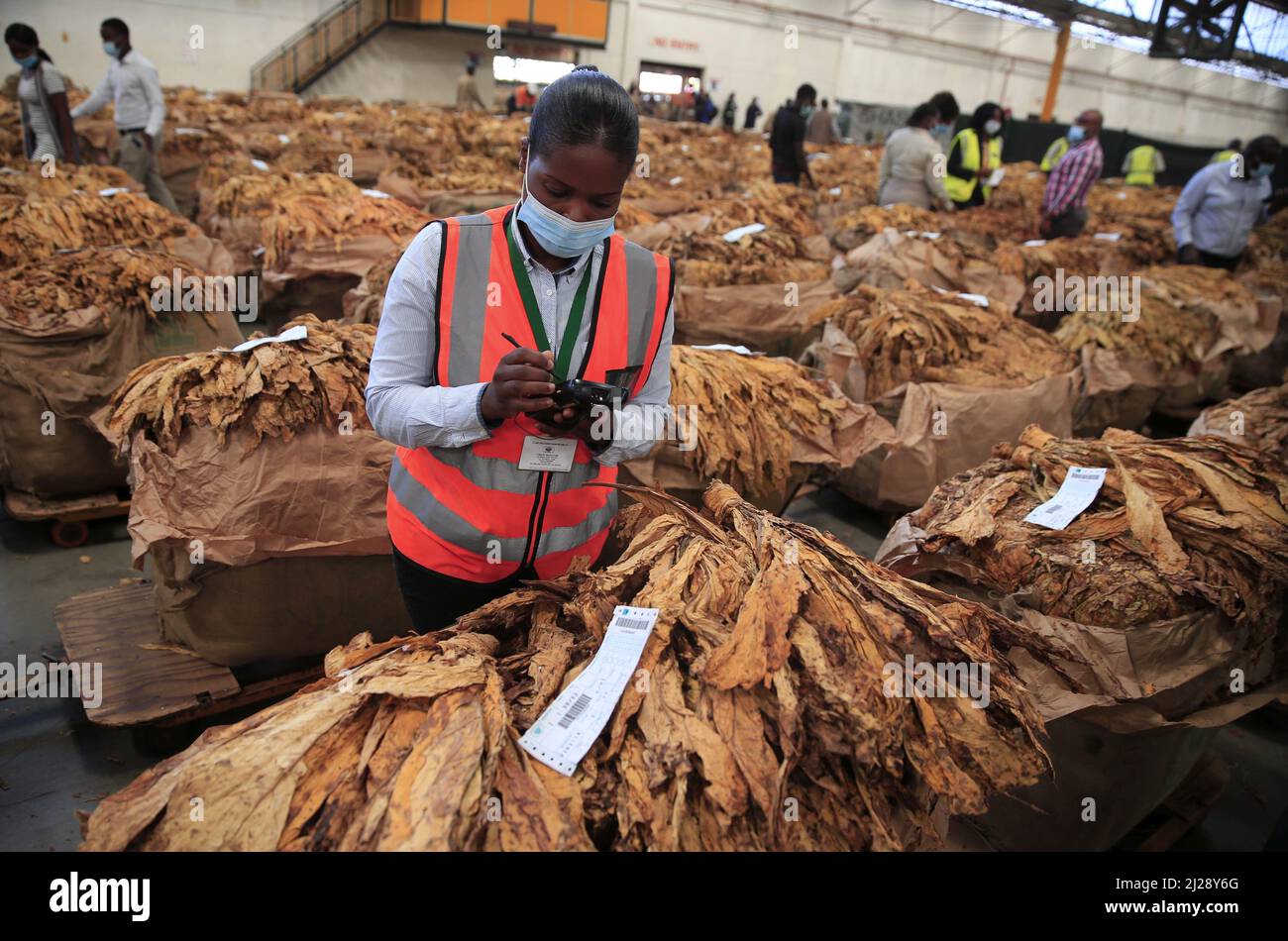 Harare, Zimbabwe. 30th Mar, 2022. A sales floor employee takes records of tobacco crops on the opening day of Zimbabwe's tobacco auction season at Tobacco Sales Floor in Harare, Zimbabwe, on March 30, 2022. Zimbabwe's 2022 tobacco auction season officially opened Wednesday with good quality tobacco leaf expected this year. Credit: Shaun Jusa/Xinhua/Alamy Live News Stock Photo