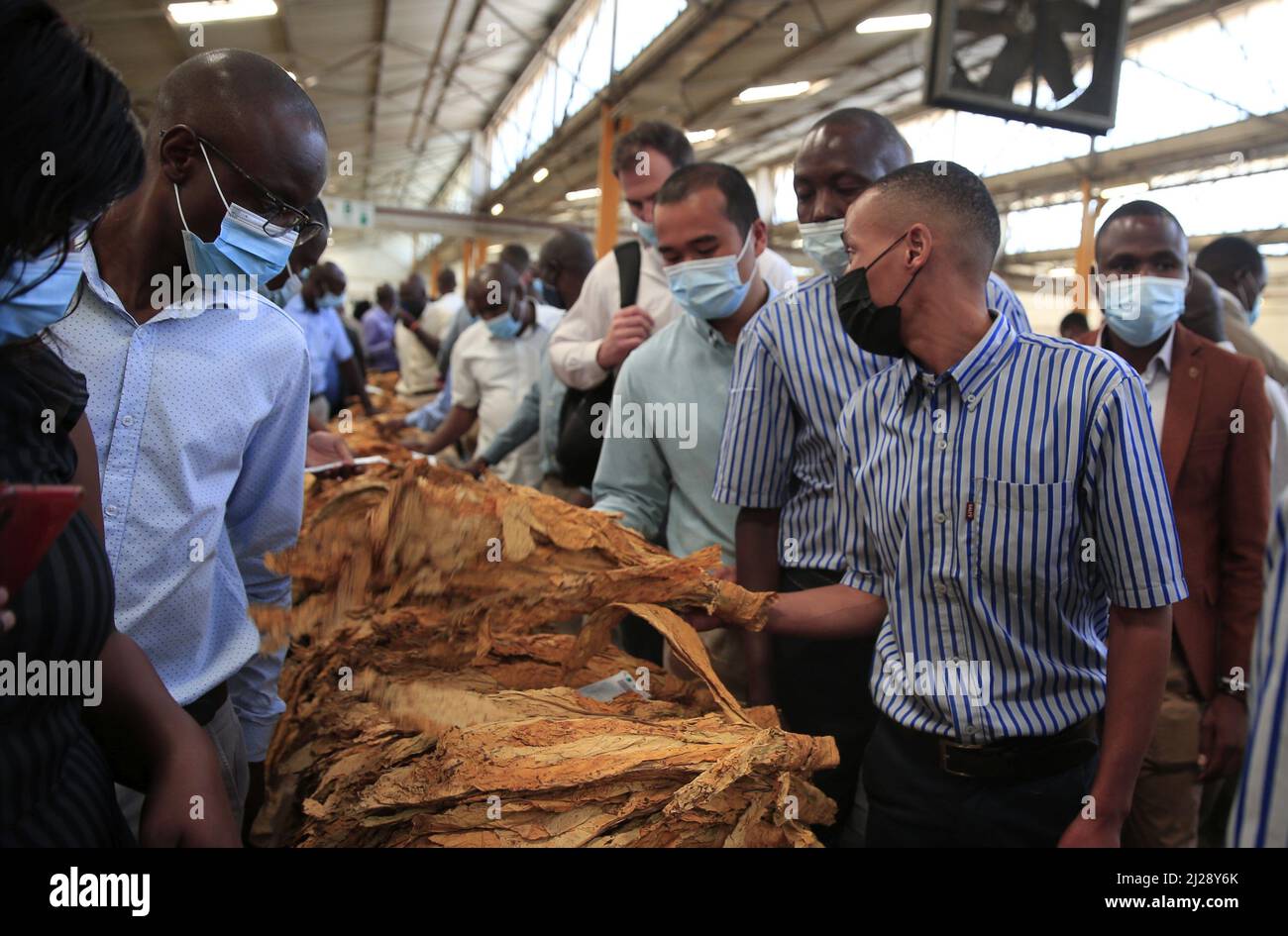 Harare, Zimbabwe. 30th Mar, 2022. An auction floor employee shows tobacco leaves to buyers on the opening day of Zimbabwe's tobacco auction season at Tobacco Sales Floor in Harare, Zimbabwe, on March 30, 2022. Zimbabwe's 2022 tobacco auction season officially opened Wednesday with good quality tobacco leaf expected this year. Credit: Shaun Jusa/Xinhua/Alamy Live News Stock Photo