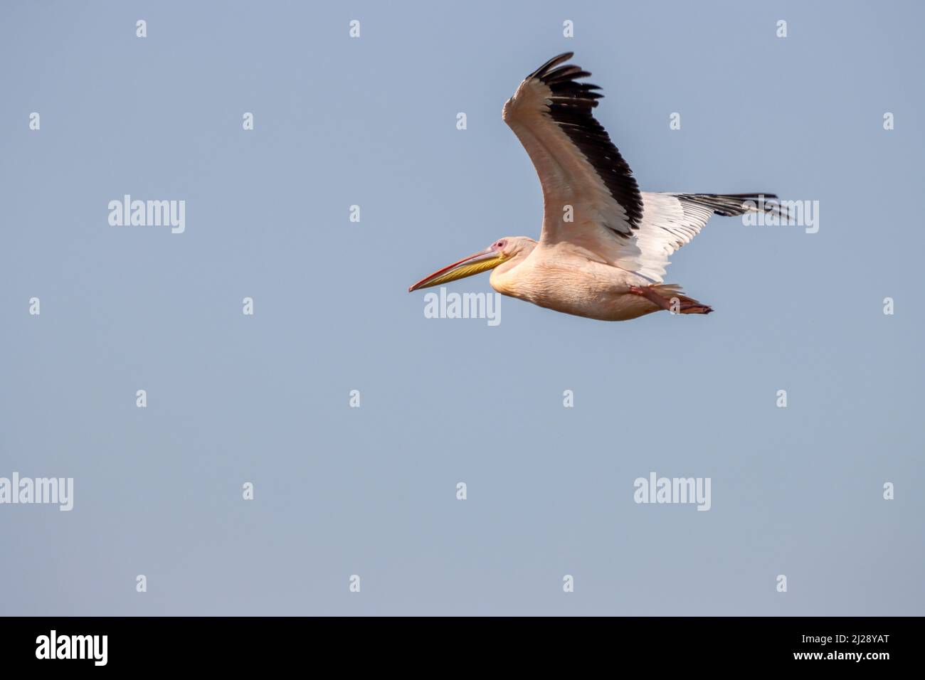 A Great white pelican (Pelecanus onocrotalus) flying in the blue sky ...