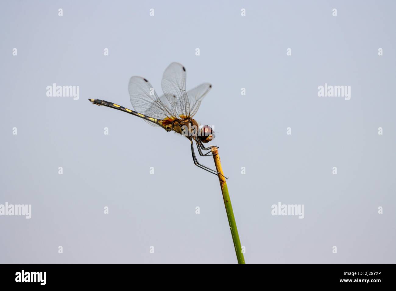 A macro view of an Odonata approaching the green grass against the blue ...