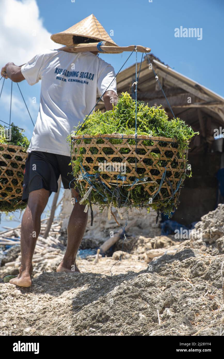 A rear view of a man carrying baskets full of seaweed on the island of