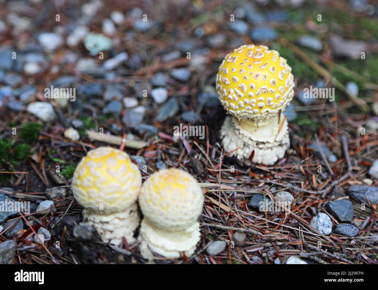 Small Mushroom Stock Photo