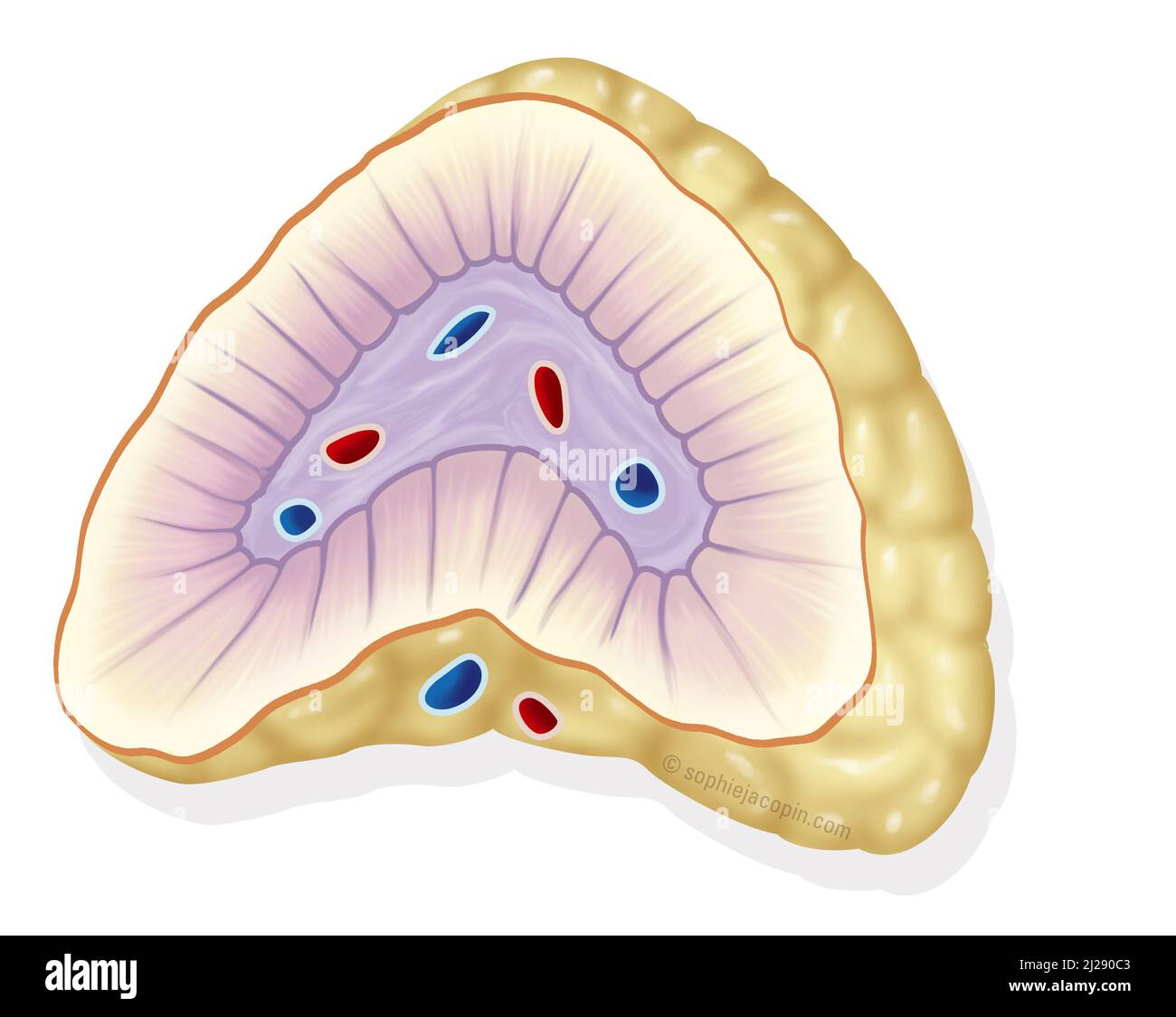 Adrenal gland in cup Stock Photo