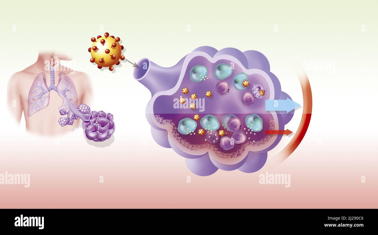 Cytokines and inflammatory response Stock Photo